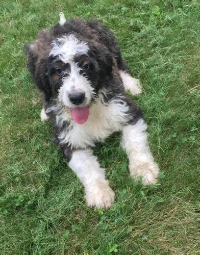 Bernedoodle Puppy For Sale Maryland